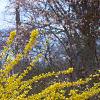 Forsythia x intermedia 'Beatrix Farrand', habit