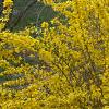 Forsythia x intermedia 'Beatrix Farrand', habit