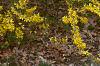Forsythia x intermedia 'Beatrix Farrand', habit