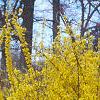 Forsythia x intermedia 'Beatrix Farrand', habit