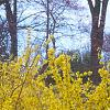 Forsythia x intermedia 'Beatrix Farrand', habit