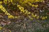 Forsythia x intermedia 'Beatrix Farrand', habit