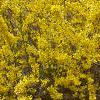 Forsythia x intermedia 'Beatrix Farrand', habit