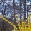 Forsythia x intermedia 'Beatrix Farrand', habit