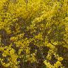 Forsythia x intermedia 'Beatrix Farrand', habit