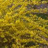 Forsythia x intermedia 'Beatrix Farrand', habit