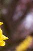 Forsythia x intermedia 'Beatrix Farrand', flowers