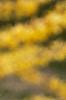 Forsythia x intermedia 'Beatrix Farrand', flowers