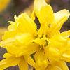 Forsythia x intermedia 'Beatrix Farrand', flowers
