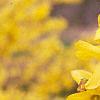 Forsythia x intermedia 'Beatrix Farrand', flowers