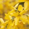 Forsythia x intermedia 'Beatrix Farrand', flowers