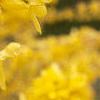 Forsythia x intermedia 'Beatrix Farrand', flowers