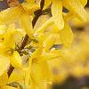 Forsythia x intermedia 'Beatrix Farrand', flowers