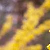 Forsythia x intermedia 'Beatrix Farrand', flowers