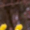 Forsythia x intermedia 'Beatrix Farrand', flowers