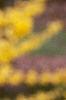 Forsythia x intermedia 'Beatrix Farrand', flowers