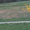Forsythia 'Northern Gold', habit