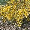 Forsythia 'Northern Gold', habit