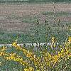 Forsythia 'Northern Gold', habit