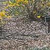 Forsythia 'Northern Gold', habit