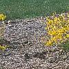 Forsythia 'Northern Gold', habit