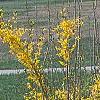 Forsythia 'Northern Gold', habit