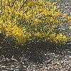 Forsythia 'Northern Gold', habit