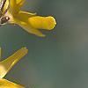 Forsythia 'Northern Gold', flowers