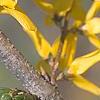 Forsythia 'Northern Gold', flowers