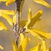 Forsythia 'Northern Gold', flowers
