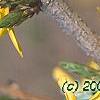 Forsythia 'Northern Gold', flowers