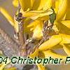 Forsythia 'Northern Gold', flowers