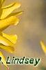 Forsythia 'Northern Gold', flowers