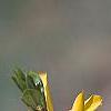 Forsythia 'Northern Gold', flowers