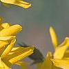 Forsythia 'Northern Gold', flowers