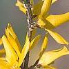 Forsythia 'Northern Gold', flowers
