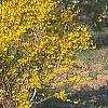 Forsythia 'New Hampshire Gold', habit
