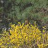 Forsythia 'New Hampshire Gold', habit