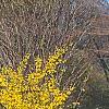 Forsythia 'New Hampshire Gold', habit