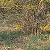 Forsythia 'New Hampshire Gold', habit