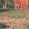 Forsythia 'New Hampshire Gold', habit