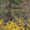 Forsythia 'New Hampshire Gold', habit