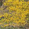 Forsythia 'New Hampshire Gold', habit