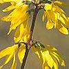 Forsythia 'New Hampshire Gold', flowers