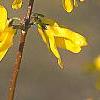 Forsythia 'New Hampshire Gold', flowers