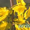 Forsythia 'New Hampshire Gold', flowers
