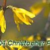 Forsythia 'New Hampshire Gold', flowers