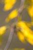 Forsythia 'New Hampshire Gold', flowers