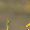 Forsythia 'New Hampshire Gold', flowers