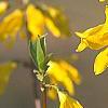 Forsythia 'New Hampshire Gold', flowers